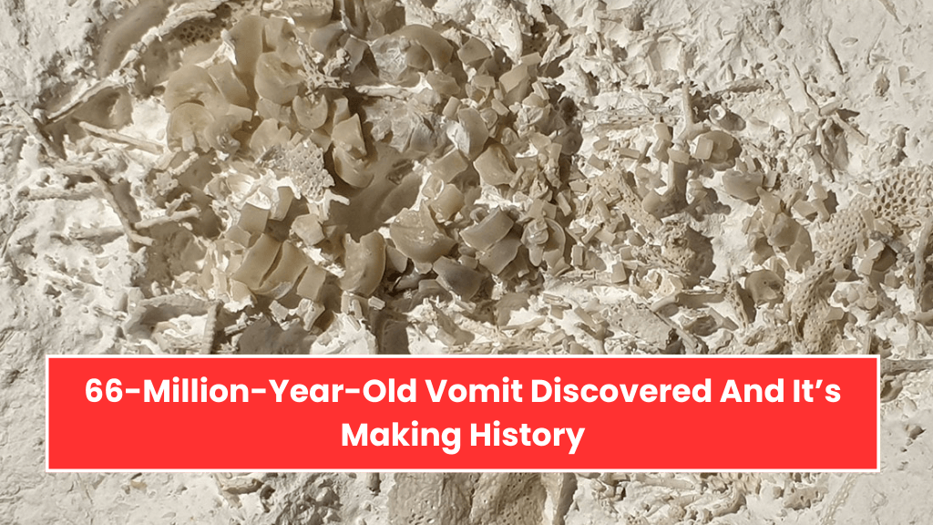 66-Million-Year-Old Vomit Discovered And It’s Making History