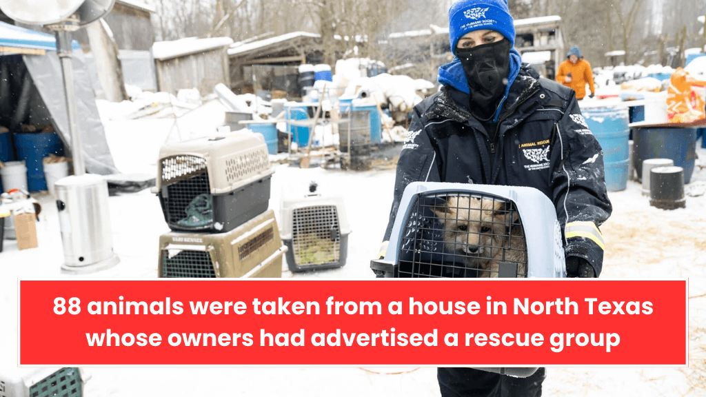 88 animals were taken from a house in North Texas whose owners had advertised a rescue group