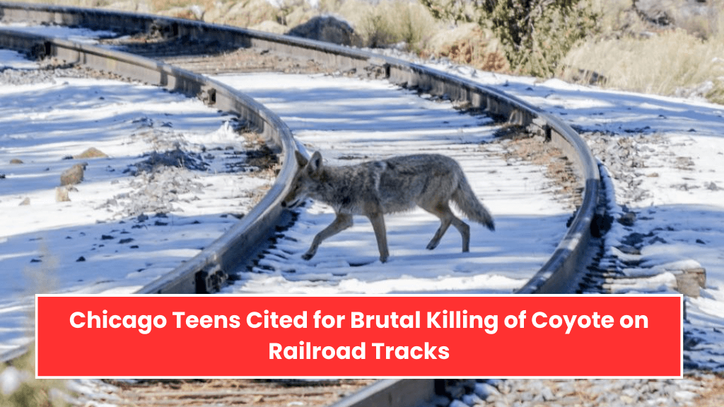 Chicago Teens Cited for Brutal Killing of Coyote on Railroad Tracks