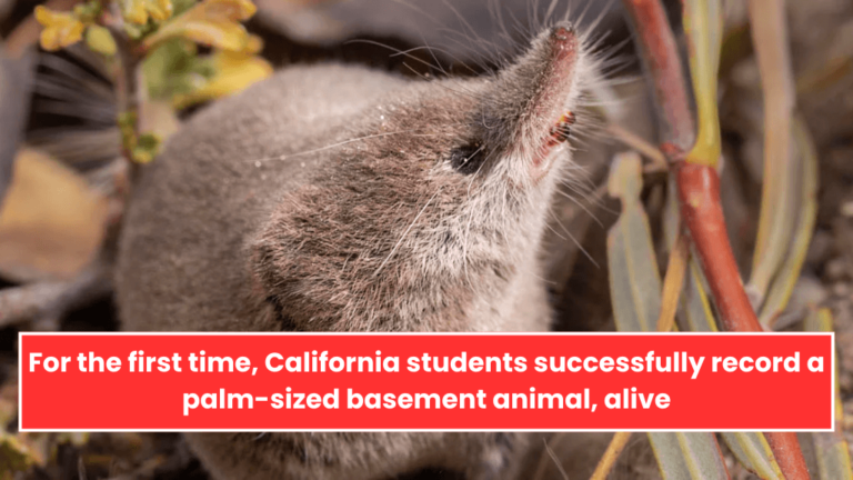 For the first time, California students successfully record a palm-sized basement animal, alive