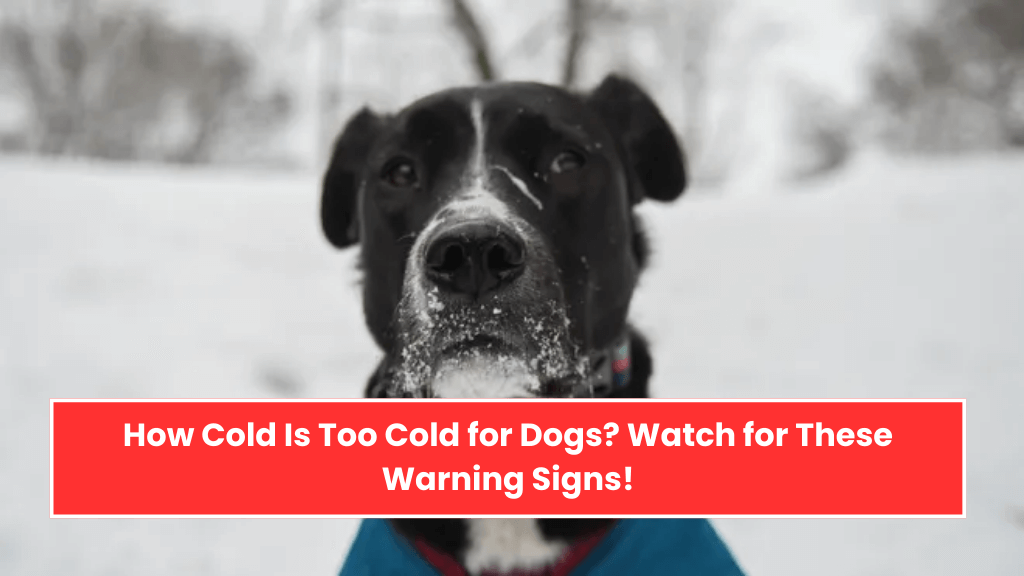 How Cold Is Too Cold for Dogs Watch for These Warning Signs!