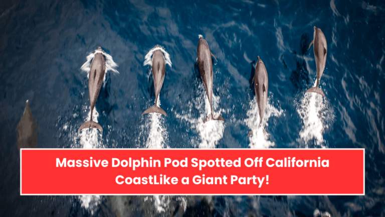 Massive Dolphin Pod Spotted Off California Coast—Like a Giant Party!