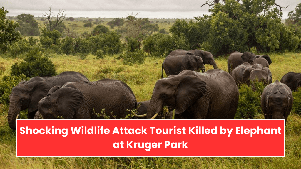 Shocking Wildlife Attack Tourist Killed by Elephant at Kruger Park